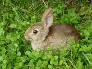 Young wild rabbit